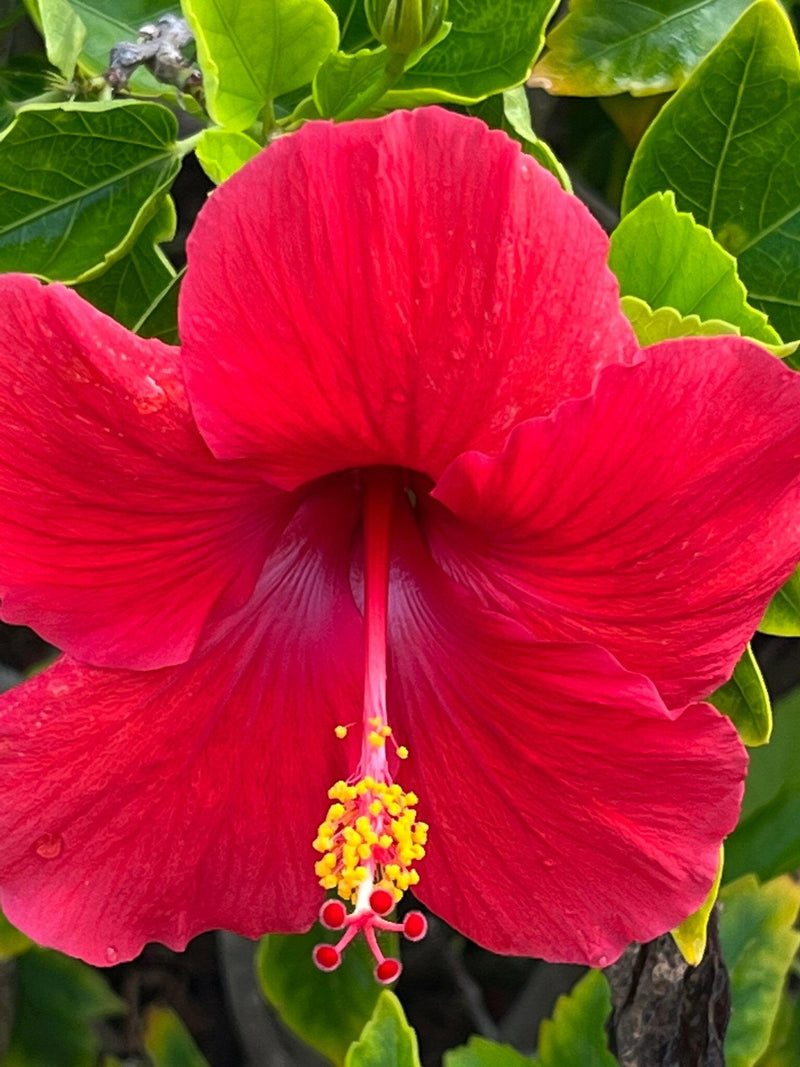 PICTURE OF A FLOWER FOR THE $25 DOLLAR GIFT CARD