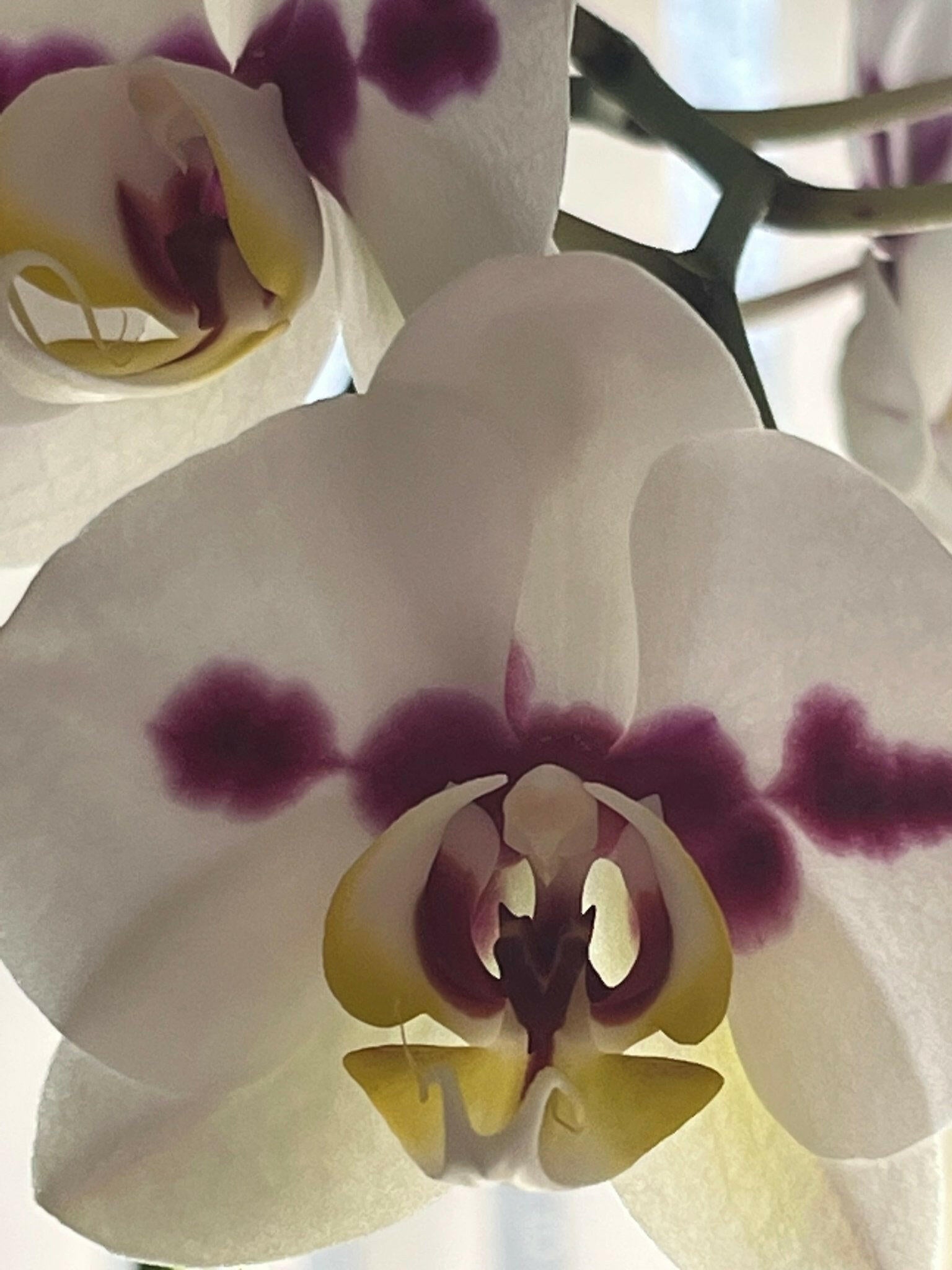 PICTURE OF ORCHID FOR $75 GIFT CARD