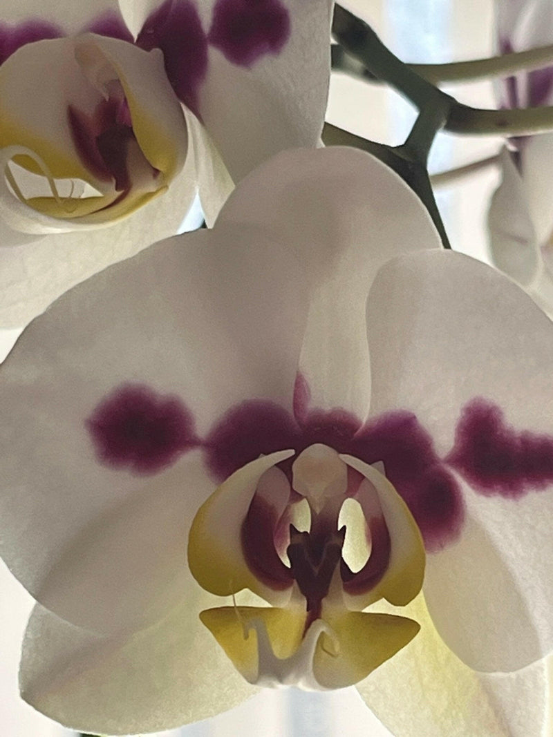 PICTURE OF ORCHID FOR $75 GIFT CARD