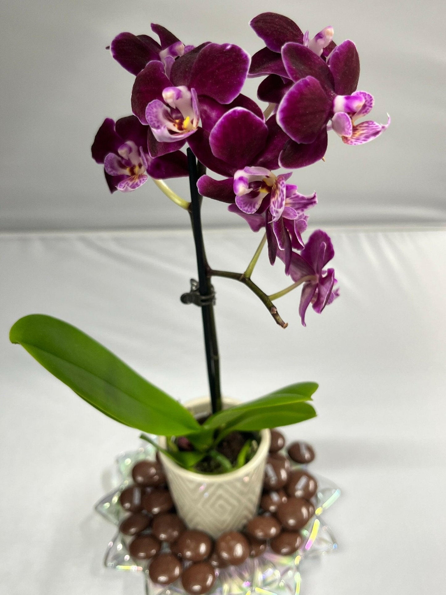 CHOCOLATE ORCHID - ZAKAT FRAGRANCES LLC